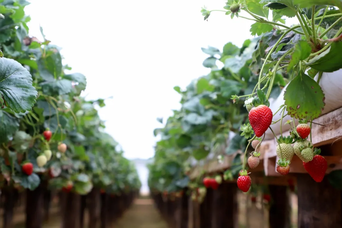 Área plantada de morango no Paraná subiu de 861 hectares em 2018 para 975 hectares em 2020