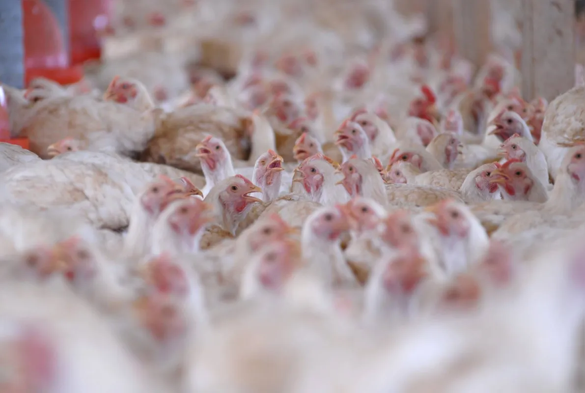O Paraná é o maior produtor de carne de frango do País: volume de abates cresceu 6,6% no 2º trimestre deste ano em comparação ao mesmo período do ano passado