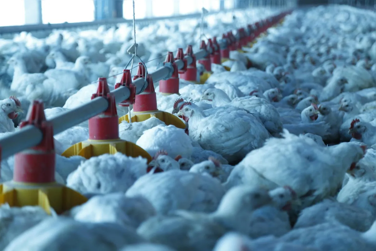Produtores paranaenses fazem do Estado o primeiro exportador de frango do Brasil: Paraná responde por 40,2% do das exportações 


