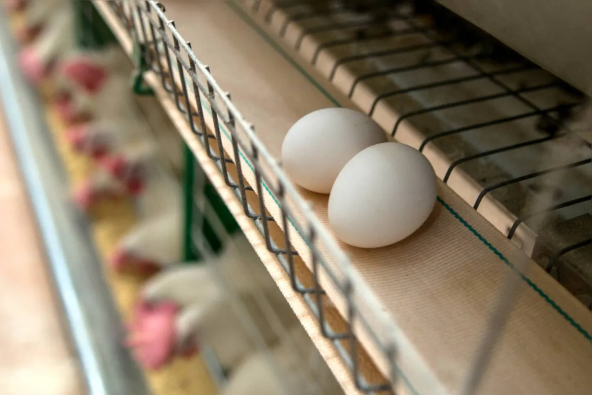 A produção de ovos de galinha alcançou a máxima de 4,8 bilhões de dúzias em 2020, um aumento de 3,5% em relação a 2019

