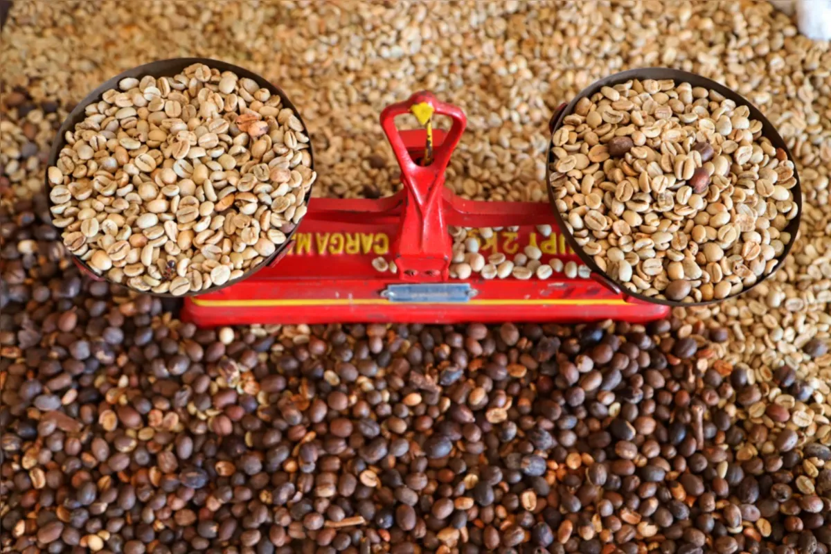 Café especial é produzido hoje em pelo menos 15 municípios do Norte Pioneiro