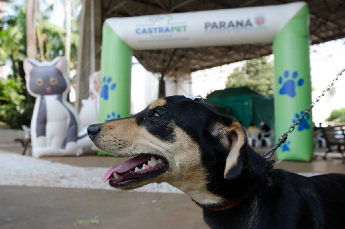 Procedimento evita doenças e o nascimento desenfreado de animais