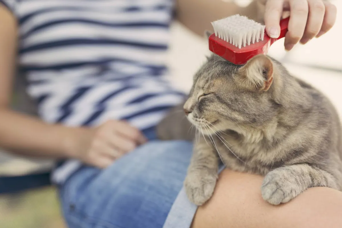 Escovação em gatos pode ser realizada o ano todo; medida pode evitar as bolas de pelo 