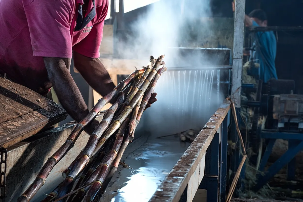 Toda a produção de cana-de-açúcar se dá na propriedade para ser transformada em cachaça