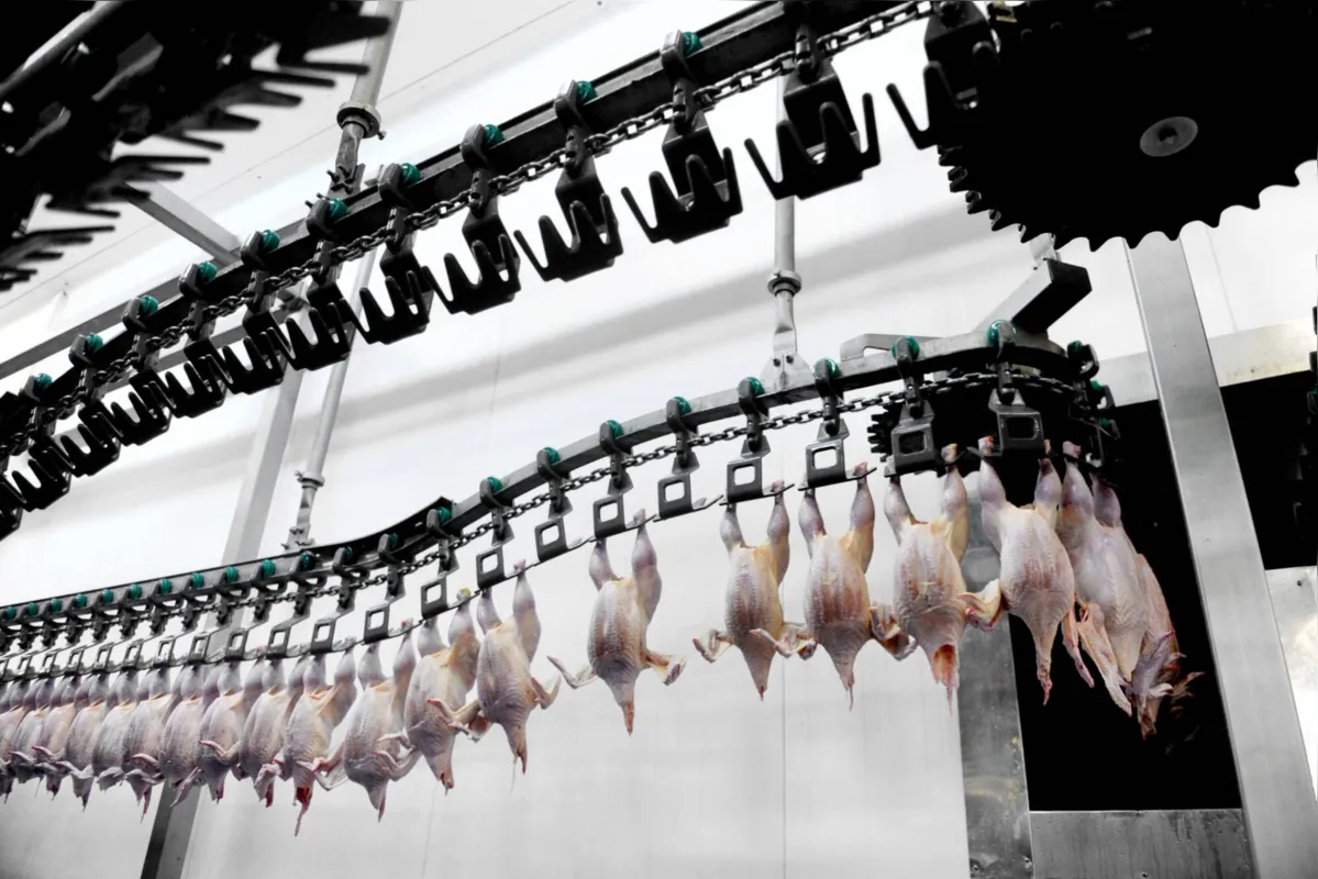 rodução avícola de proteína halal, linha de abate deve estar posicionada em direção à cidade sagrada de Meca (Arábia Saudita) – geralmente indicada por setas no chão dos frigoríficos