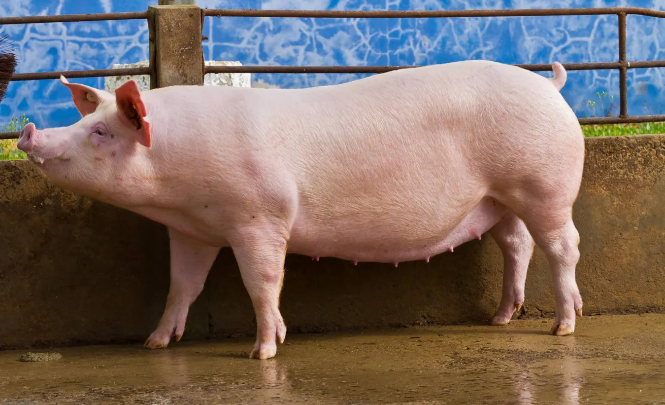 Imagem ilustrativa da imagem Potencial genético de suínos é determinante para o sucesso na produção