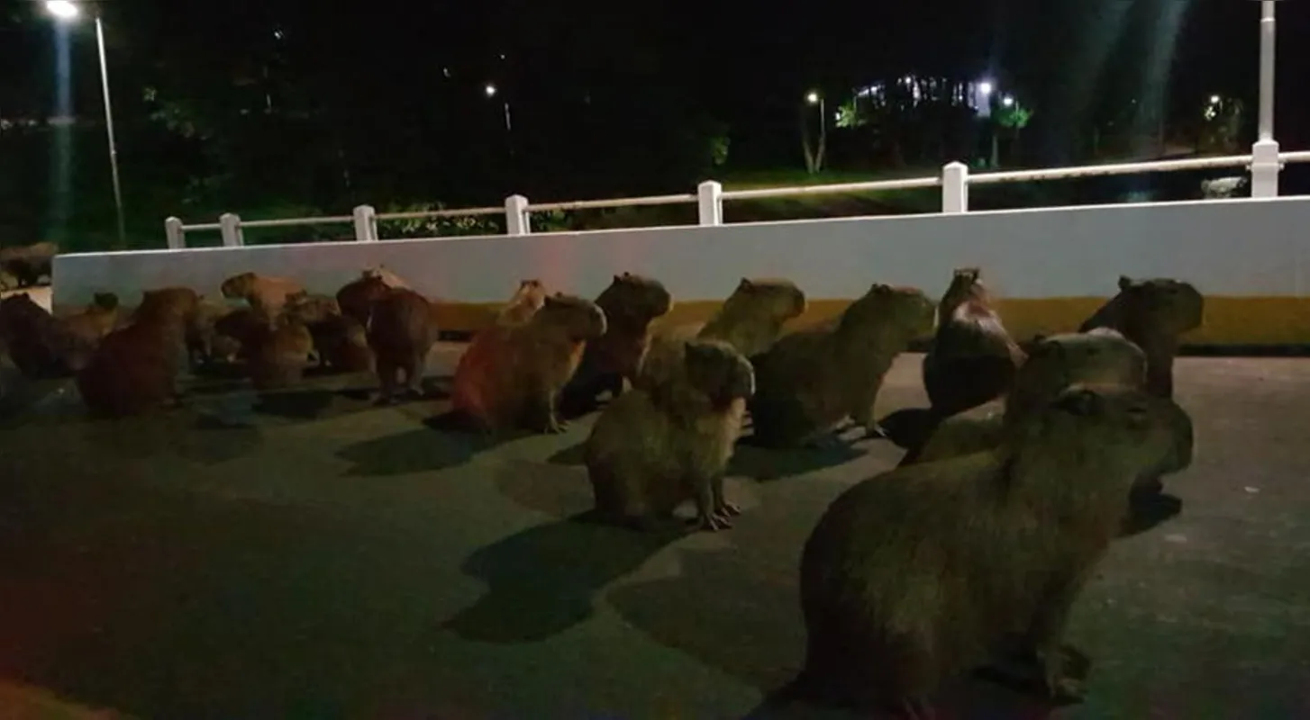Uma capivara morreu e outras duas ficaram machucadas