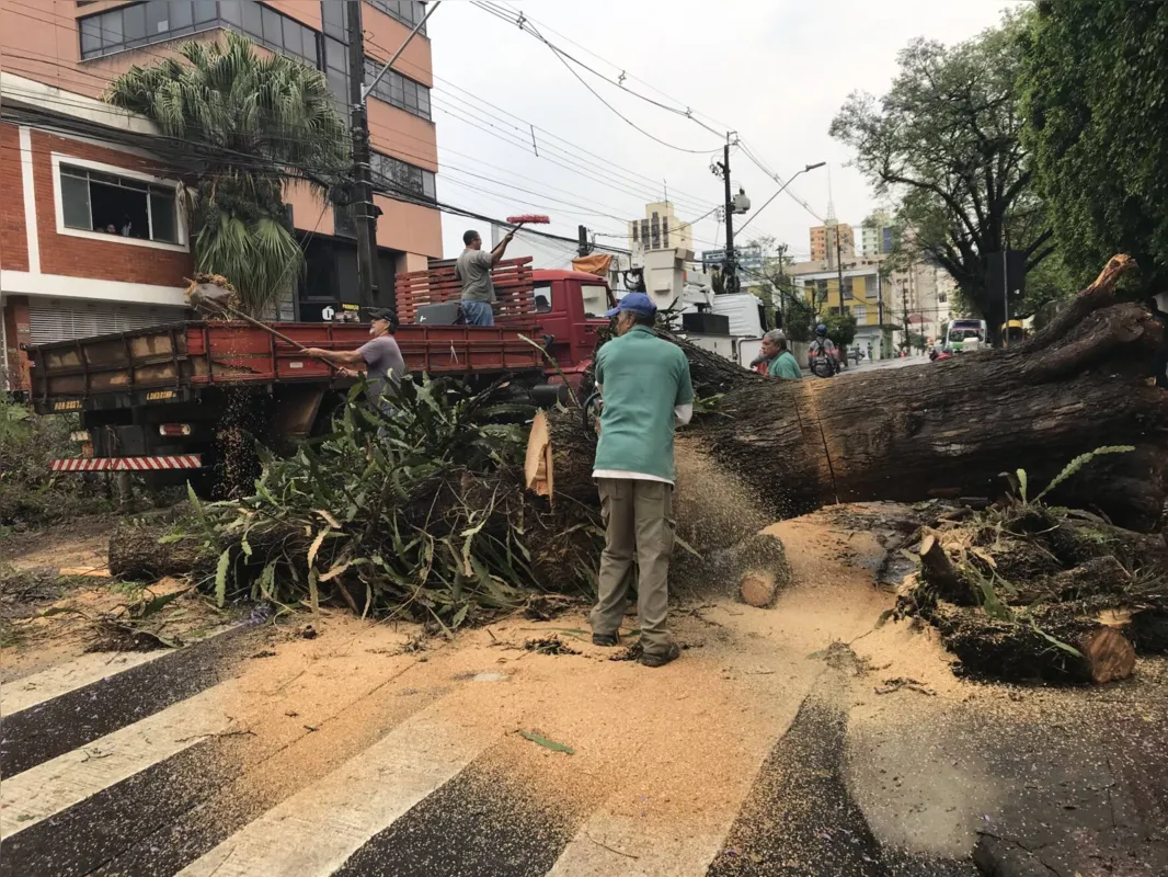 Imagem ilustrativa da imagem Queda de árvore causa transtornos no centro de Londrina