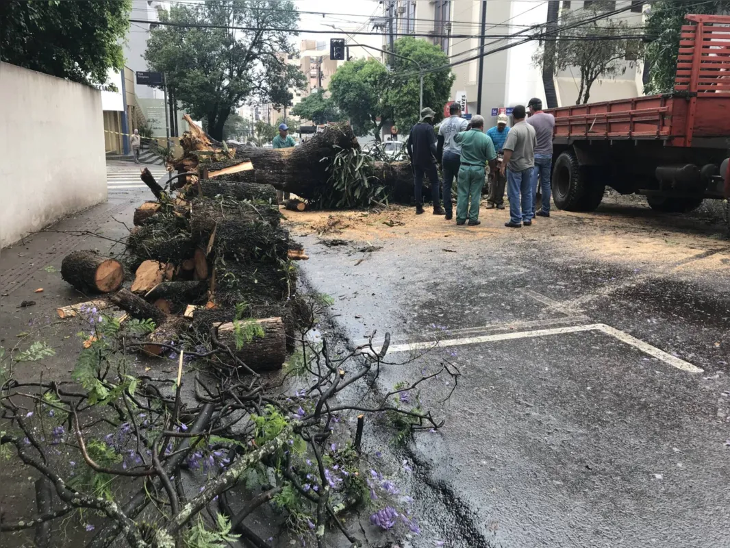 Imagem ilustrativa da imagem Queda de árvore causa transtornos no centro de Londrina