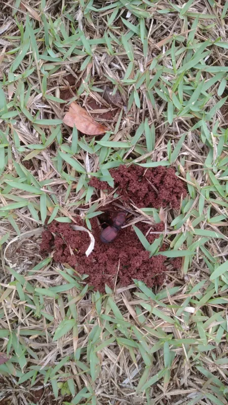 Entre as cortadeiras, a formiga saúva- limão (Atta sexdens) é a que é a mais encontrada aqui.