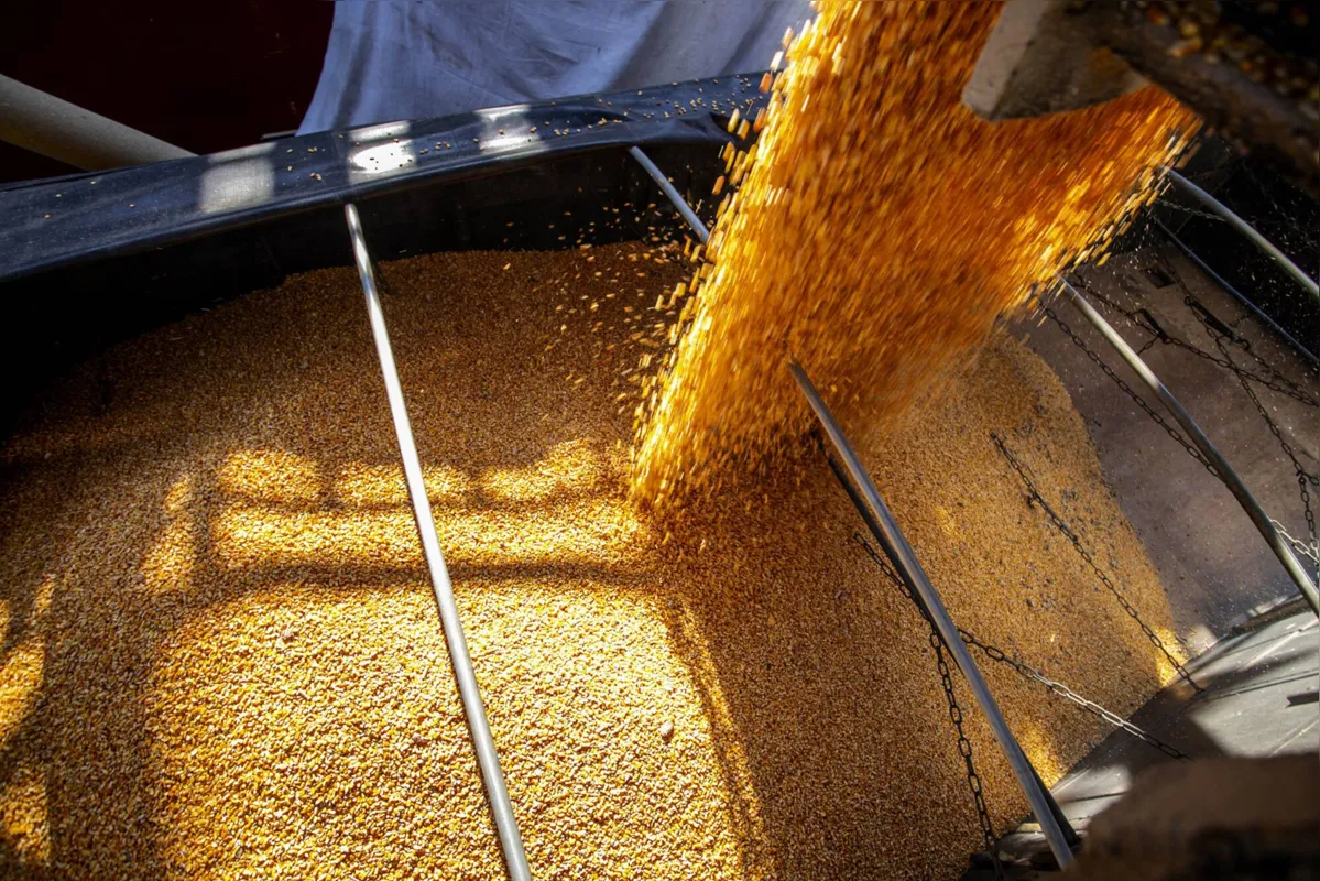 Imagem ilustrativa da imagem Suspensão de tributo na importação de milho inibe alta interna