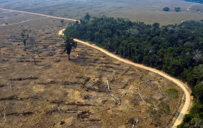 Devido ao desmatamento, a floresta tropical com o tempo vai se transformar cada vez mais em bioma semelhante ao das savanas
