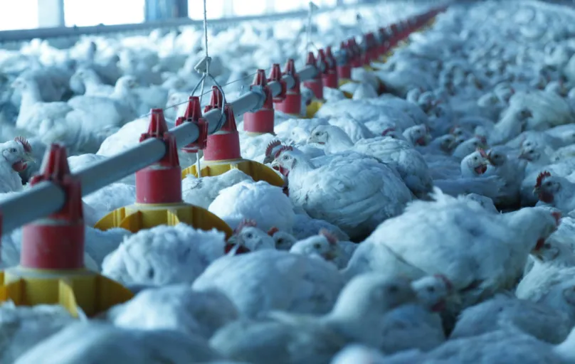 Produtores paranaenses fazem do Estado o primeiro exportador de frango do Brasil: Paraná responde por 40,2% do das exportações 


