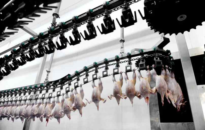 rodução avícola de proteína halal, linha de abate deve estar posicionada em direção à cidade sagrada de Meca (Arábia Saudita) – geralmente indicada por setas no chão dos frigoríficos