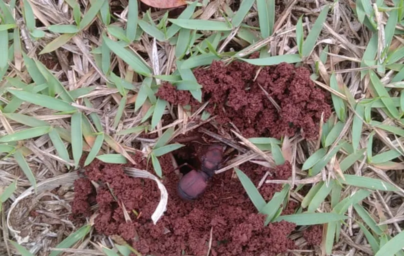 Entre as cortadeiras, a formiga saúva- limão (Atta sexdens) é a que é a mais encontrada aqui.