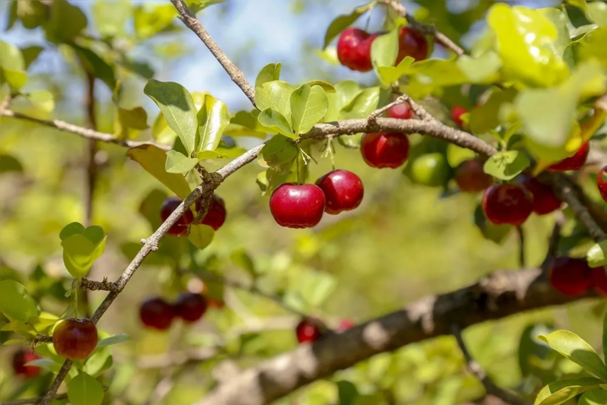 Imagem ilustrativa da imagem Acerola conquista Japurá, gera emprego, renda no campo e desenvolvimento
