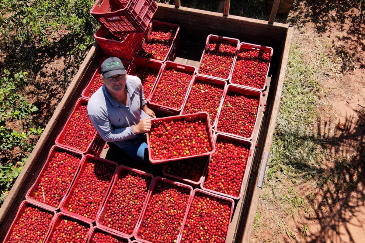 Imagem ilustrativa da imagem Acerola conquista Japurá, gera emprego, renda no campo e desenvolvimento