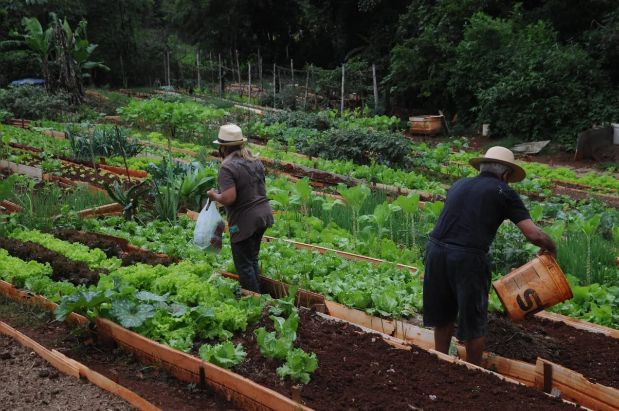 A horta comunitária do conjunto Mister Thomas existe há 11 anos e no terreno são cultivados alface, almeirão, beterraba e cebolinha