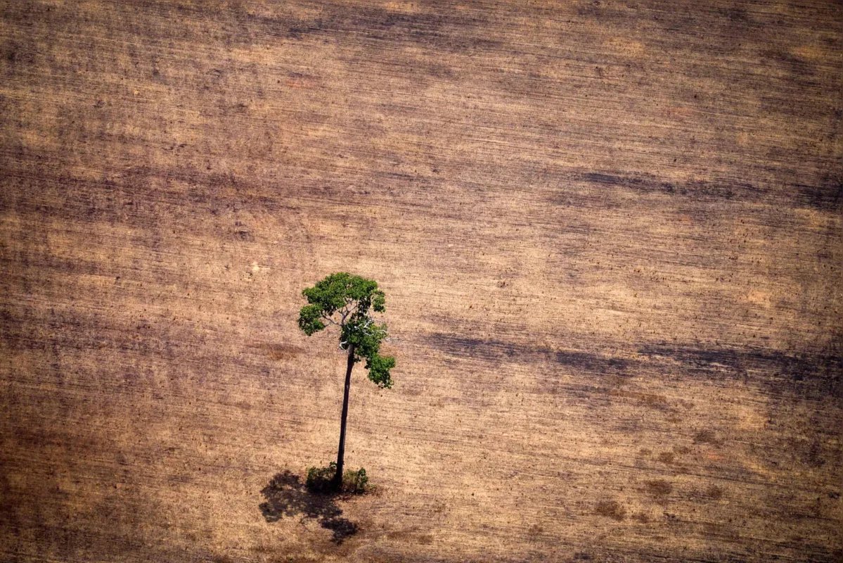 Imagem ilustrativa da imagem Brasil aumenta 9,5% emissões de gases-estufa em 2020, apesar da pandemia
