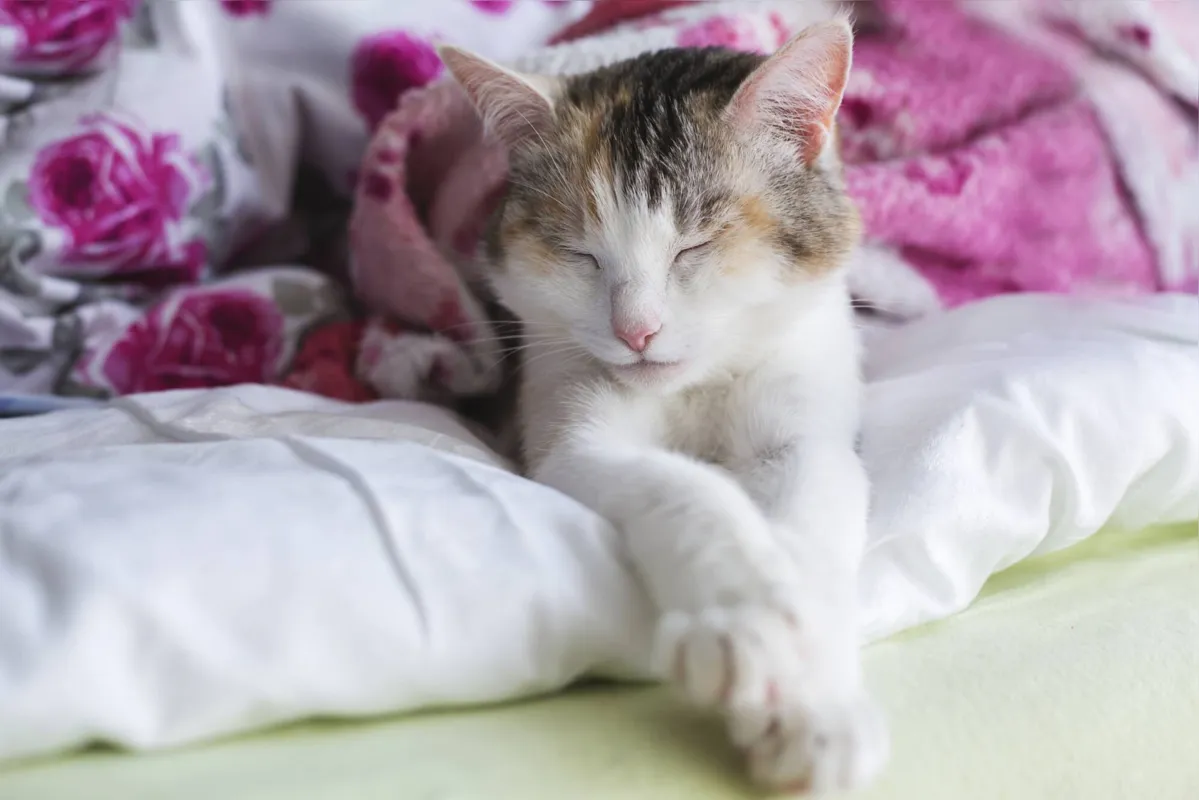 Objetivo da campanha é melhorar a qulidade de vida dos pets e reduzir a mortalidade