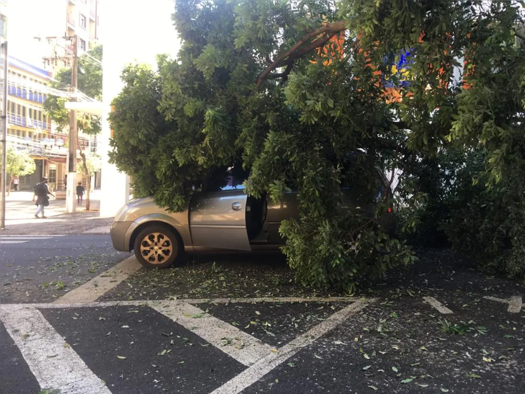 Imagem ilustrativa da imagem Galho de árvore imenso cai sobre carro no centro de Londrina