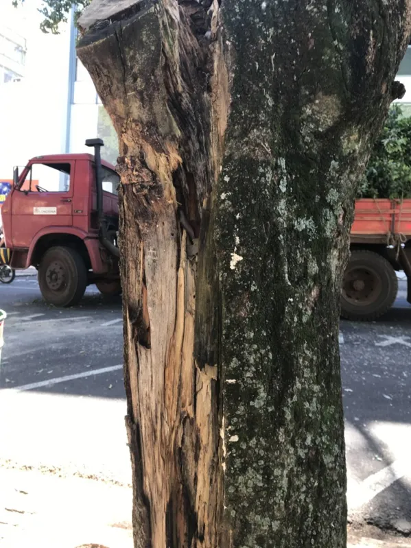 Imagem ilustrativa da imagem Galho de árvore imenso cai sobre carro no centro de Londrina