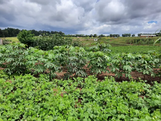 Imagem ilustrativa da imagem Agrovila da reforma agrária recebe certificação de produção 100% agroecológica em Castro