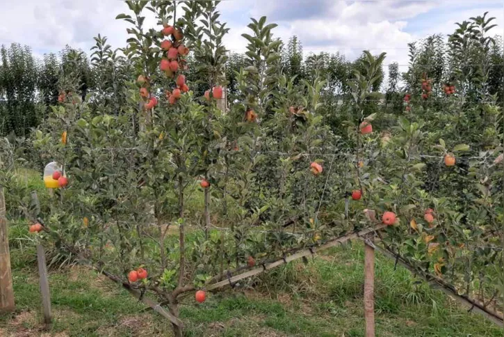 Imagem ilustrativa da imagem Técnica nova pode aumentar a produção e qualidade de maçã