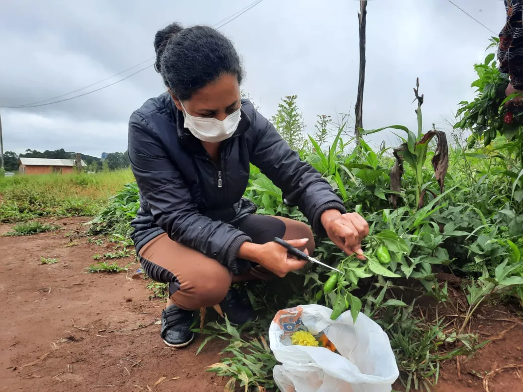 Imagem ilustrativa da imagem Agrovila da reforma agrária recebe certificação de produção 100% agroecológica em Castro