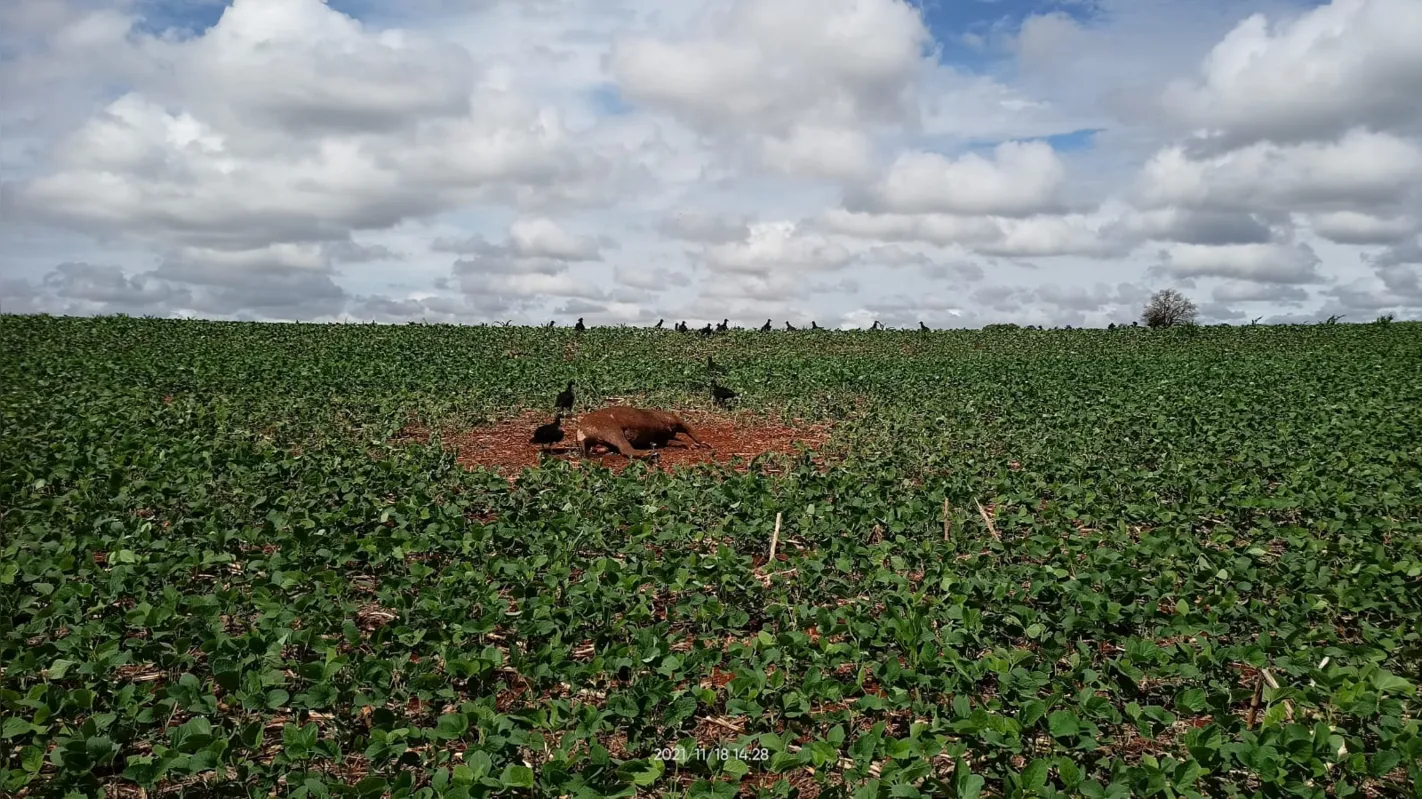 Anta tinha mais de 200 quilos: caça é crime ambiental