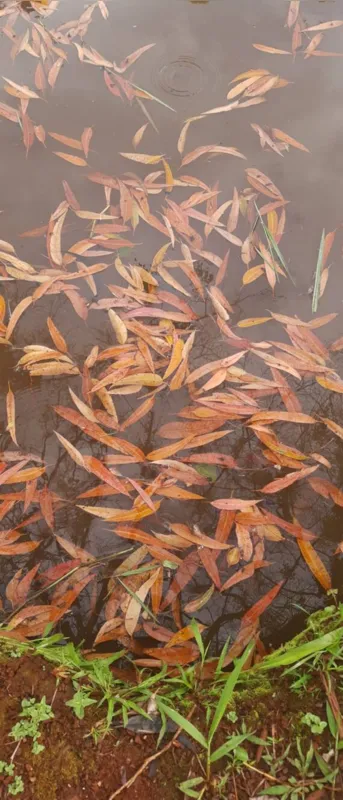Imagem ilustrativa da imagem CIDADE FALA - Folhagem no Lago de Pesca