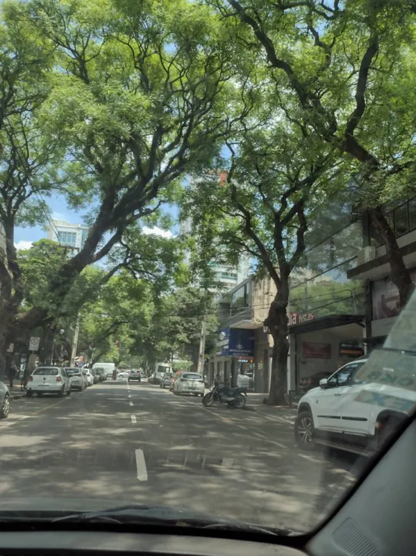 Imagem ilustrativa da imagem CIDADE FALA - Pelas ruas arborizadas de Maringá