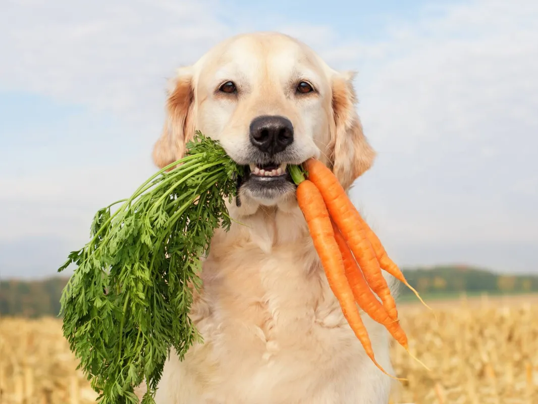 Recomendação é que a dieta vegana para cães precisa ser devidamente calculada por um veterinário especialista em nutrição