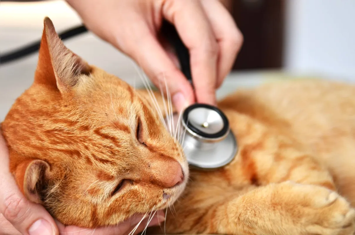 A cardiopatia hipertrófica é o tipo mais comum entre os problemas de coração nos gatos, informa o CRMV-SP