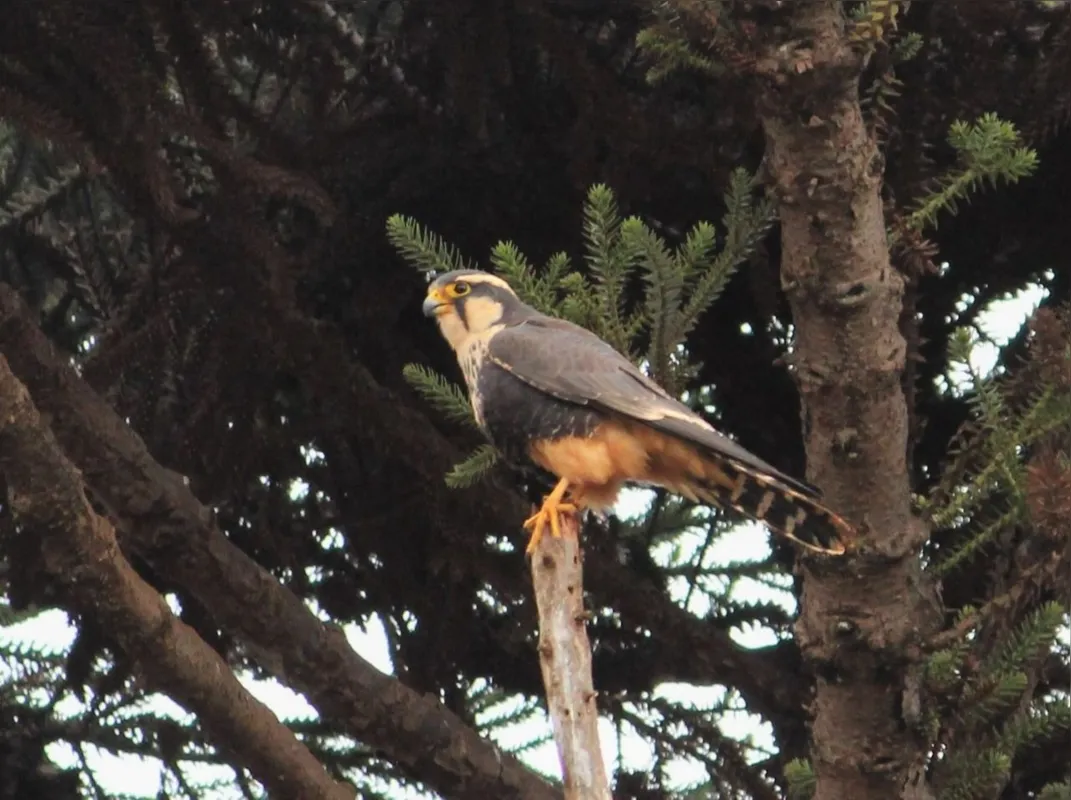 Falcão-de-coleira