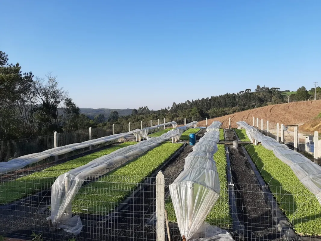 Propriedade conta hoje com 9 hectares de folhas de tabaco plantados