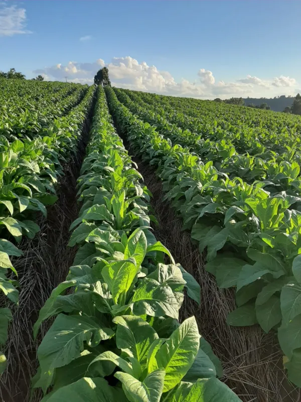 Canteiro produz as mudas das folhas na propriedade de Juliano, em São João do Triunfo
