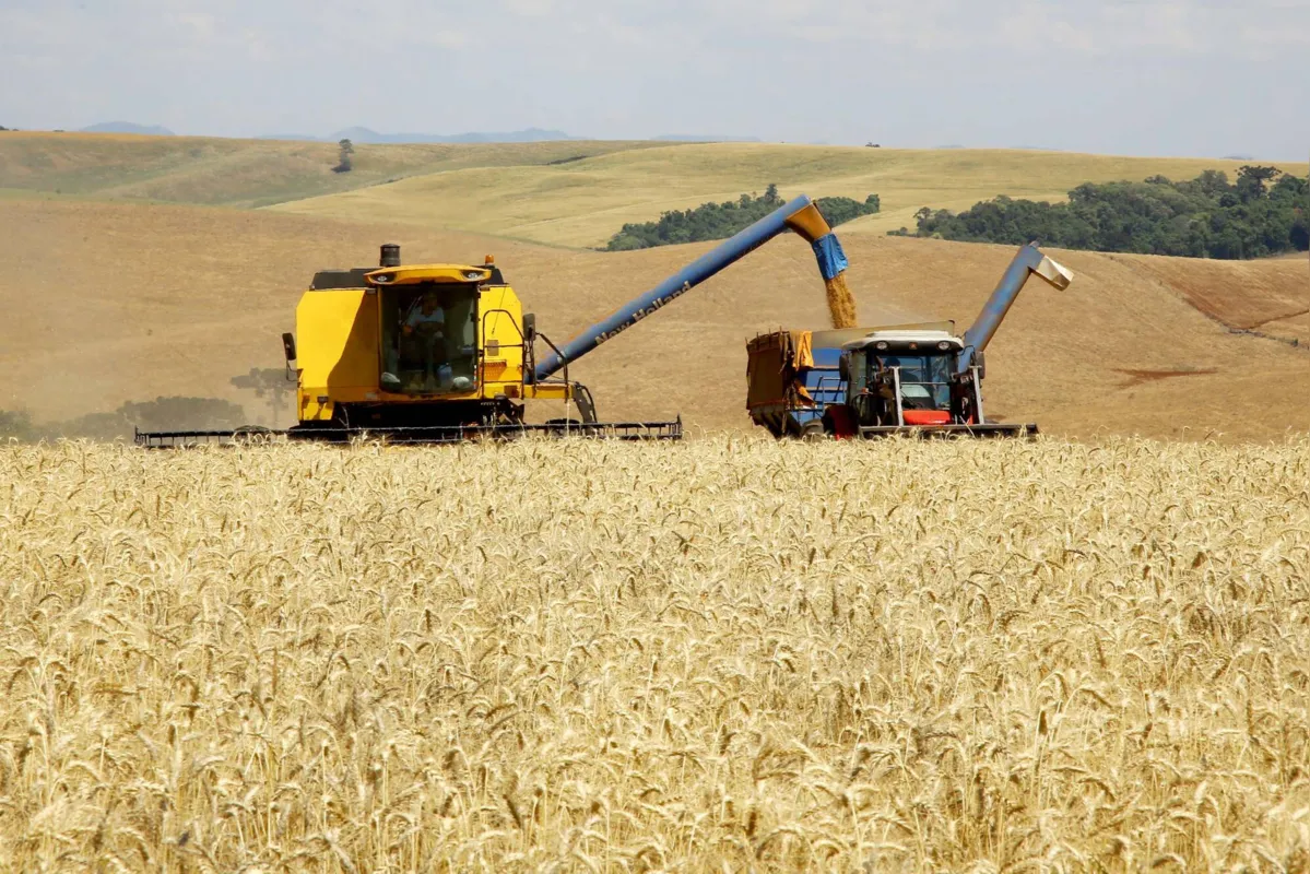 Imagem ilustrativa da imagem No Paraná, trigo chega à reta final da colheita com preços em alta