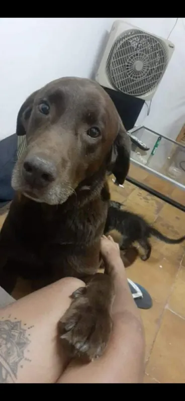 Final feliz: Skunk foi encontrado graças ao compartilhamento de fotos dele em grupos de Facebook