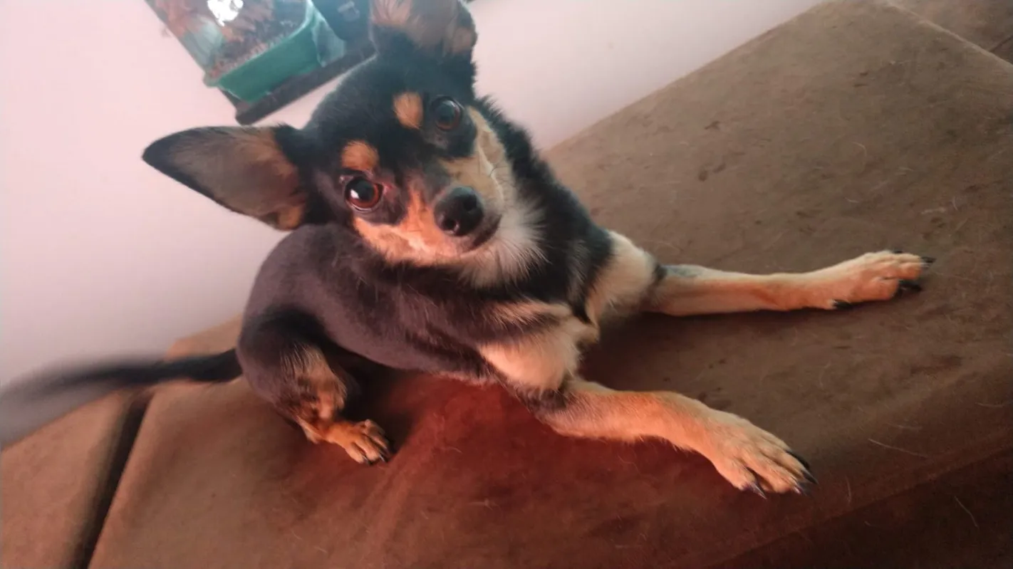Pancetinha é um dos animais de estimação desaparecida em Londrina. "Não saber onde ela está, se está bem ou não, se está viva ou não, e ficar pensando nisso tudo é muito doloroso", diz Silva 