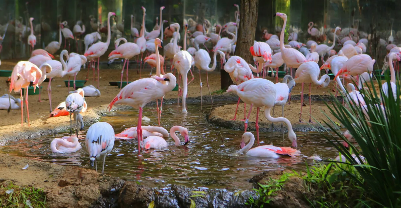 Imagem ilustrativa da imagem Onças matam 172 flamingos durante ataque em parque de Foz do Iguaçu