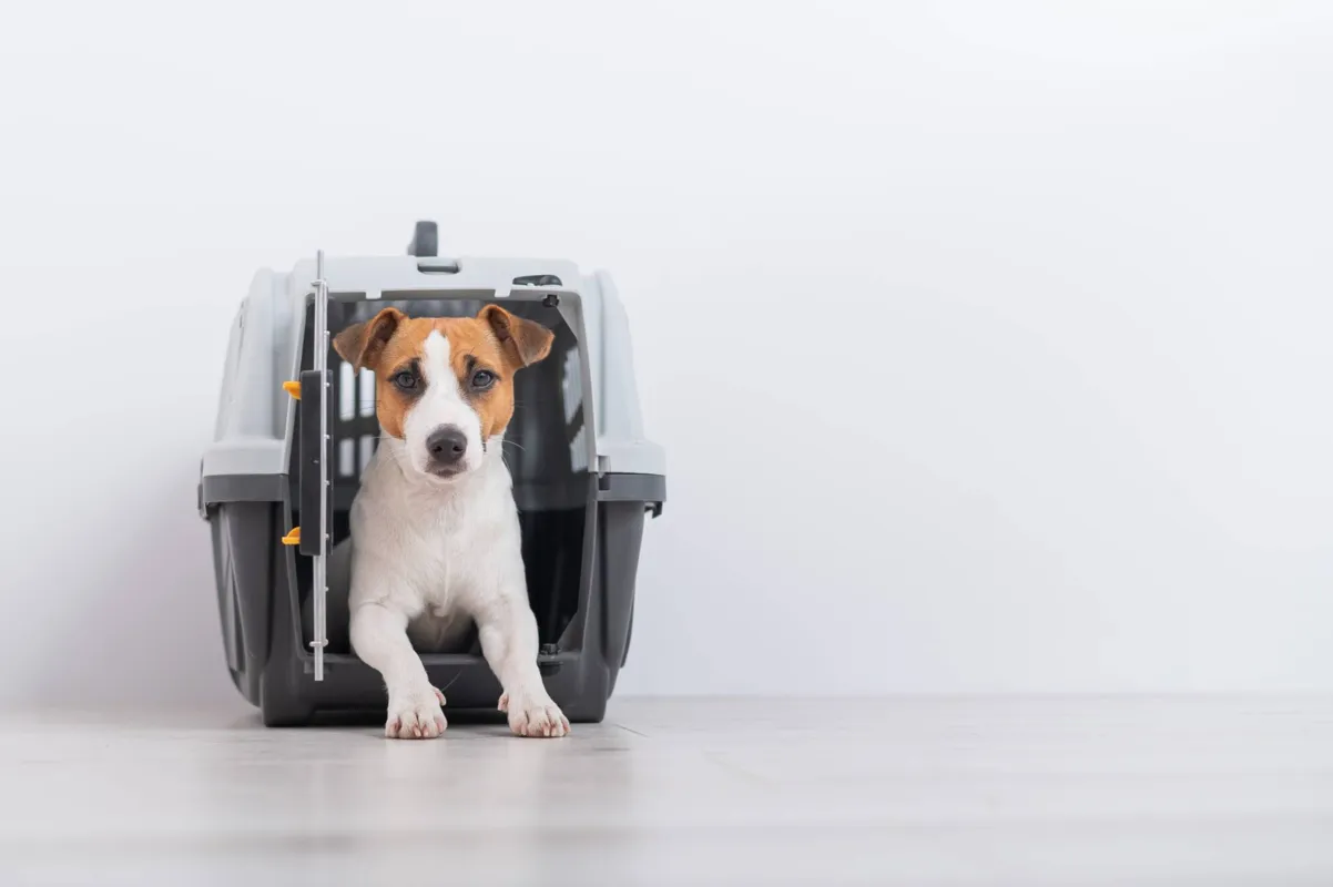 A caixa (foto) ou a mala flexível são  as maneiras exigidas para o transporte do cão ou gato