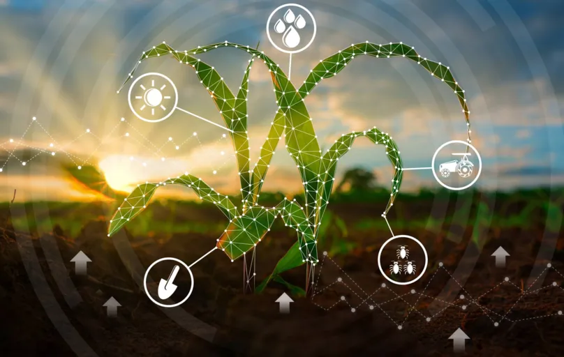 Maize seedling in the cultivated agricultural field with low poly graphic style, Modern technology concepts