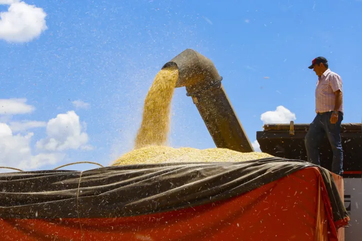 Expectativa é que oferta de milho pelo Paraná seja maior em 2022, por conta das condições climáticas