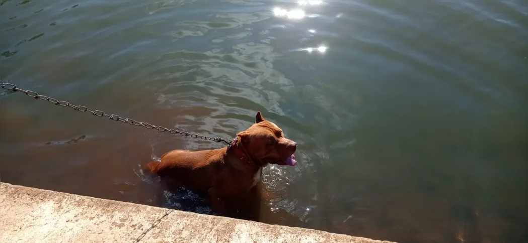 O cachorro Spike, levado pelo dono Leonardo da Rocha Piai Dias, também ganhou um mergulho no lago