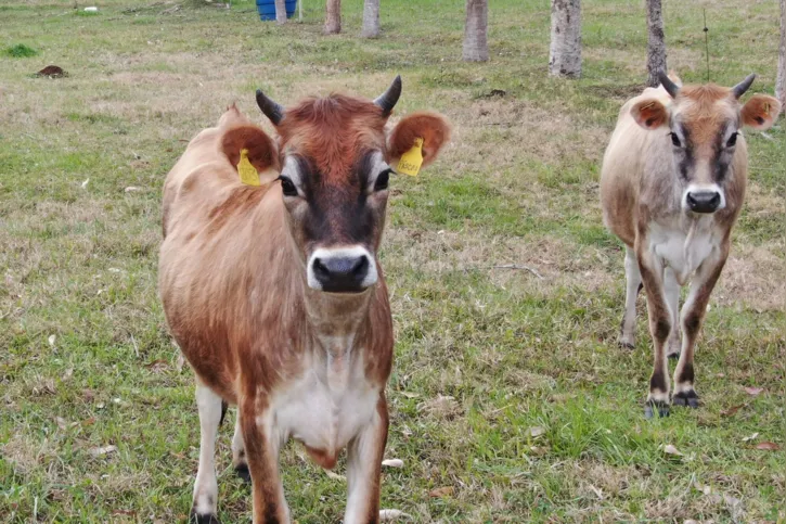 Imagem ilustrativa da imagem Pesquisa do IDR desenvolve método para `identificação facial´ de bovinos