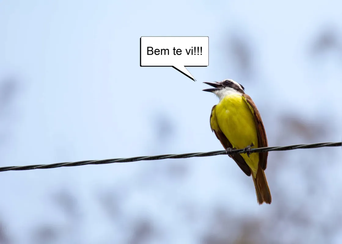 Imagem ilustrativa da imagem 2021 - o ano da vacina, do evergreen encalhado, do bem-te-vi, de despedidas e saudades