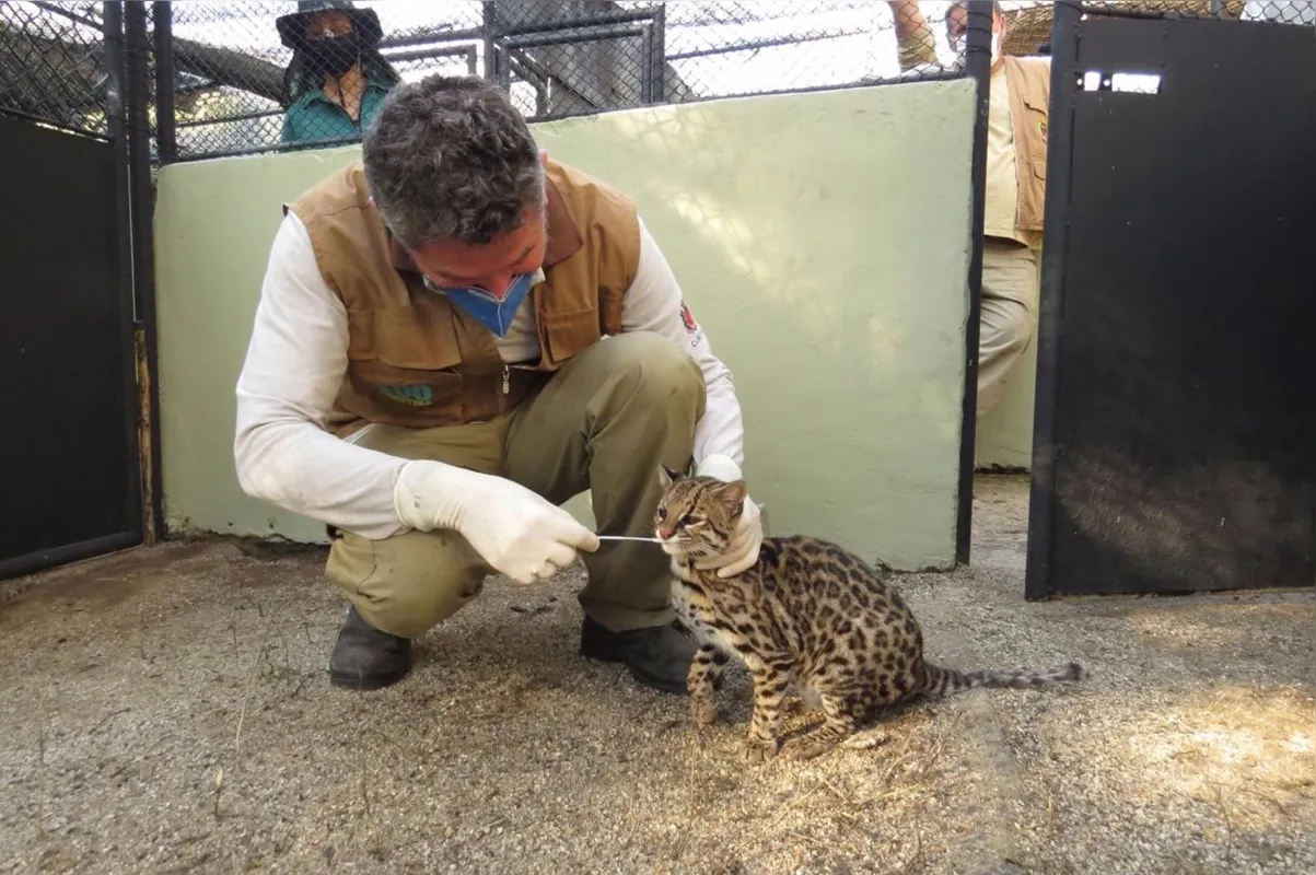 Imagem ilustrativa da imagem Animais de Curitiba devem ser os primeiros vacinados contra Covid no Brasil