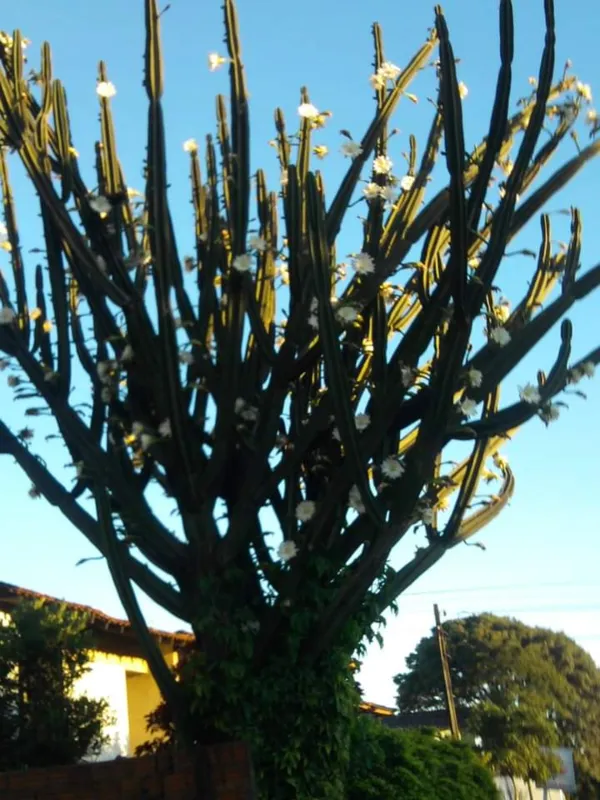 Imagem ilustrativa da imagem CIDADE FALA - Mandacaru