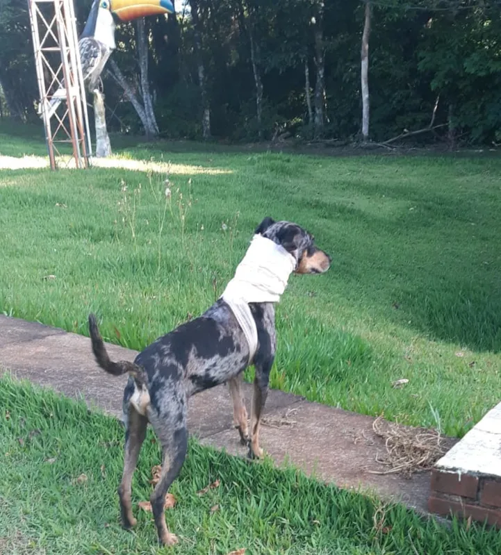 Imagem ilustrativa da imagem Cão atacado por animais na Mata dos Godoy procura nova casa